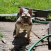 Merle female Frenchie bulldog