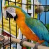 Catalina Macaw friendly handfed