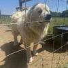 Bloodhound/Great Pyrenees Mix