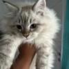 Beautiful blue eye hypoallergenic NevaMasquerade Siberian kitten