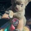 Lilac Tri Longhair Chihuahua stud