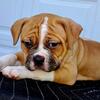 NKC Female 6 wks
