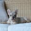 Little Rascal lilac French bulldog