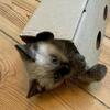 Sweet-eyes catchings Siamese kittens