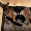 Akc German shepherd Puppies arrived (1 female left)