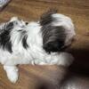 Female maltipoo ready 7/28
