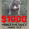 American tri  bully adult