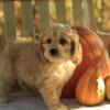 Introducing Gus, the delightful Cockapoo puppy, born on July 30th 2024!