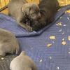 Cane Corso Pups
