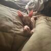 Male Sphynx kittens  ready to cuddle with u