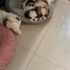 Beautiful Imperial Shih Tzu Puppies for Adoption