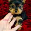 Teacup Yorkshire Terrier / Yorkie, Gorgeous Gidget