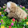 Beautiful Shihpoo puppies