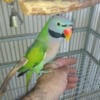 Mustache Parakeet Male $1200