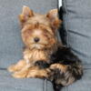 Import yorkie male Merle in color