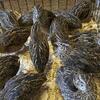 Jumbo Brown Quail laying hens, chicks.  Jumbo White and Celadon Quail