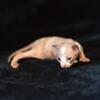 Female Sphynx Kitten - Available - Hairless Sphynx Elf Bambino & Dwelf Kittens - Sphynxking.COm