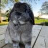 Chinchilla buck holland lop