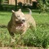 Rehoming Pocket American Bully