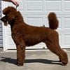 AKC Red Standard Poodle Stud