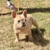 AKC Frenchie (Daisy)