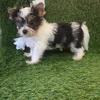 Puppy for sale