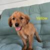 Golden Retriever Puppy