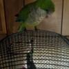 $800 pair of quakers parrots male an female together