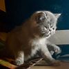CFA Exotic Shorthair Female Kitten