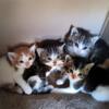 Kittens ready for new home