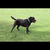 CHOCOLATE LAB PUPPIES AKC