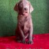 AKC Labrador Puppies