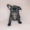 Brindle French Bulldog