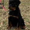 German AKC Reg Female Rottweiler Pups