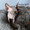 Sphynx Kitten Available (1 Female) - Rehoming Fee Applies