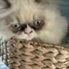 Male Persian kittens, bi color, flame point, blue point female waiting for home