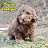 Cassidy Female Cockapoo
