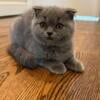 Blue Scottish Fold Male Kitten