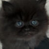 Persian Kittens CFA Registered