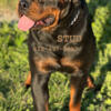 Stud Rottweiler