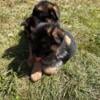 Akc registered German shepherd pups red and black 700