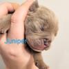 Juniper - Chocolate Fawn - Olde English Bulldogge Puppy