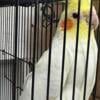 Lutino red eye cockatiel pair