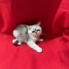 Springfield MO Exotic Shorthair