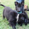 German Shepherd puppies 