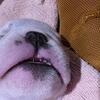 English Bulldog puppy
