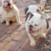 English Bulldog females