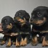 AKC Registered Rottweiler Puppies for Sale