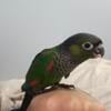 Baby black capped conure