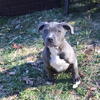 Bully pup male
